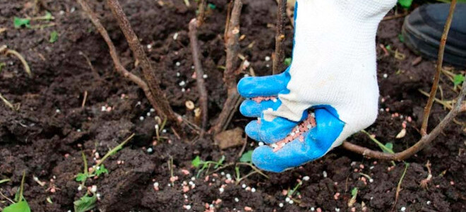 Чем подкормить малину весной для хорошего урожая